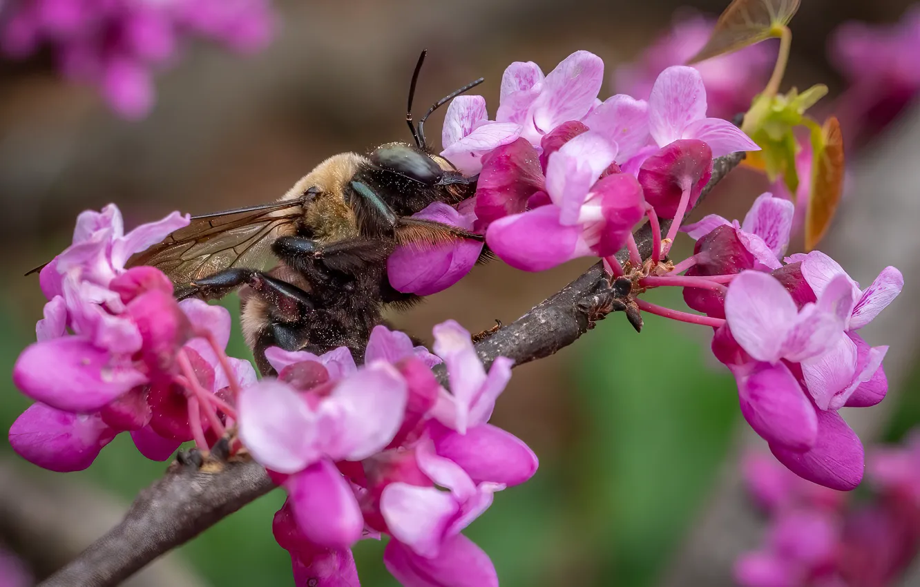 Photo wallpaper macro, flowers, branches, bee, spring, insect, pink, flowering