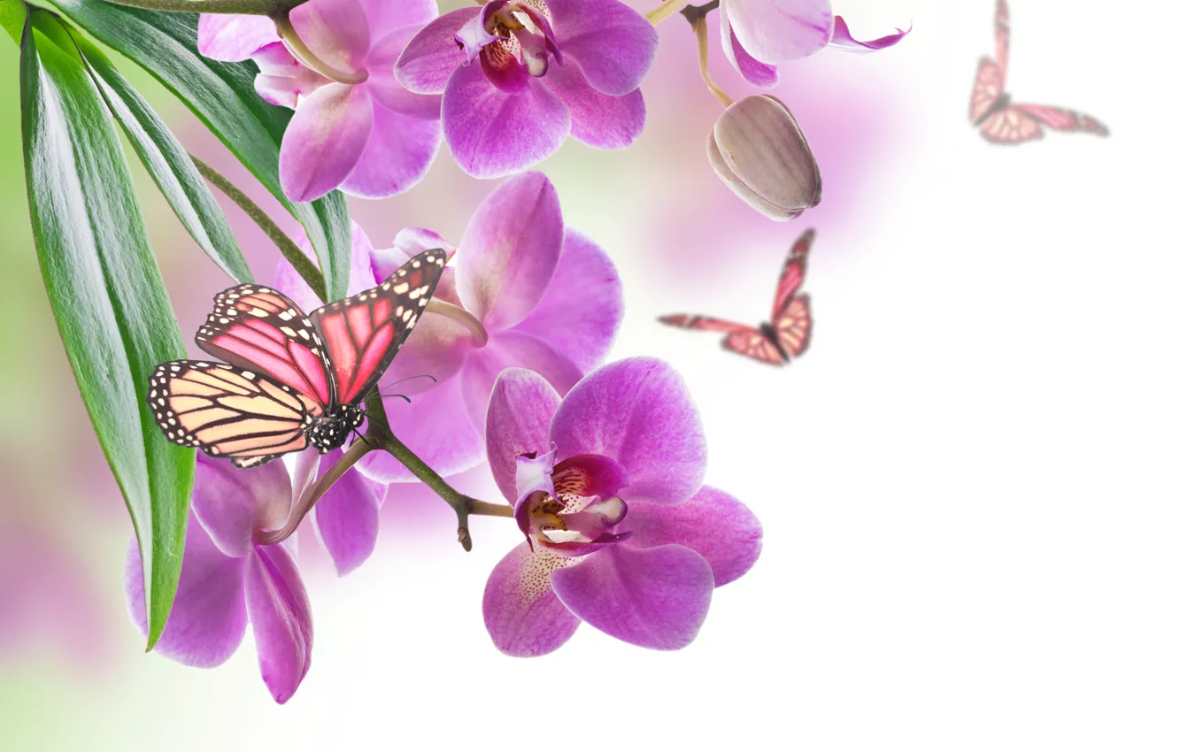 Photo wallpaper leaves, flowers, nature, butterfly, petals, Orchid