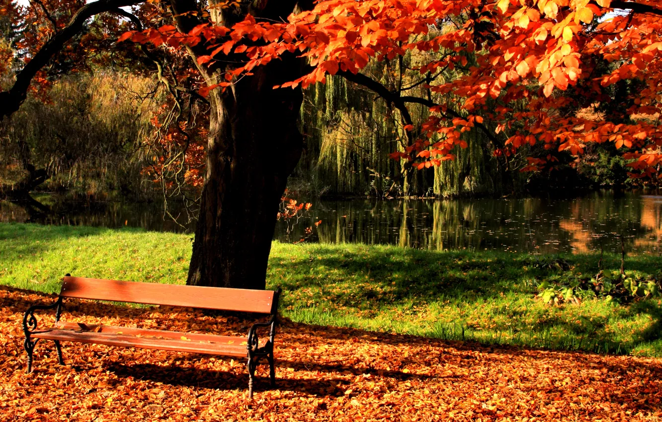 Photo wallpaper autumn, trees, pond, Park, shop