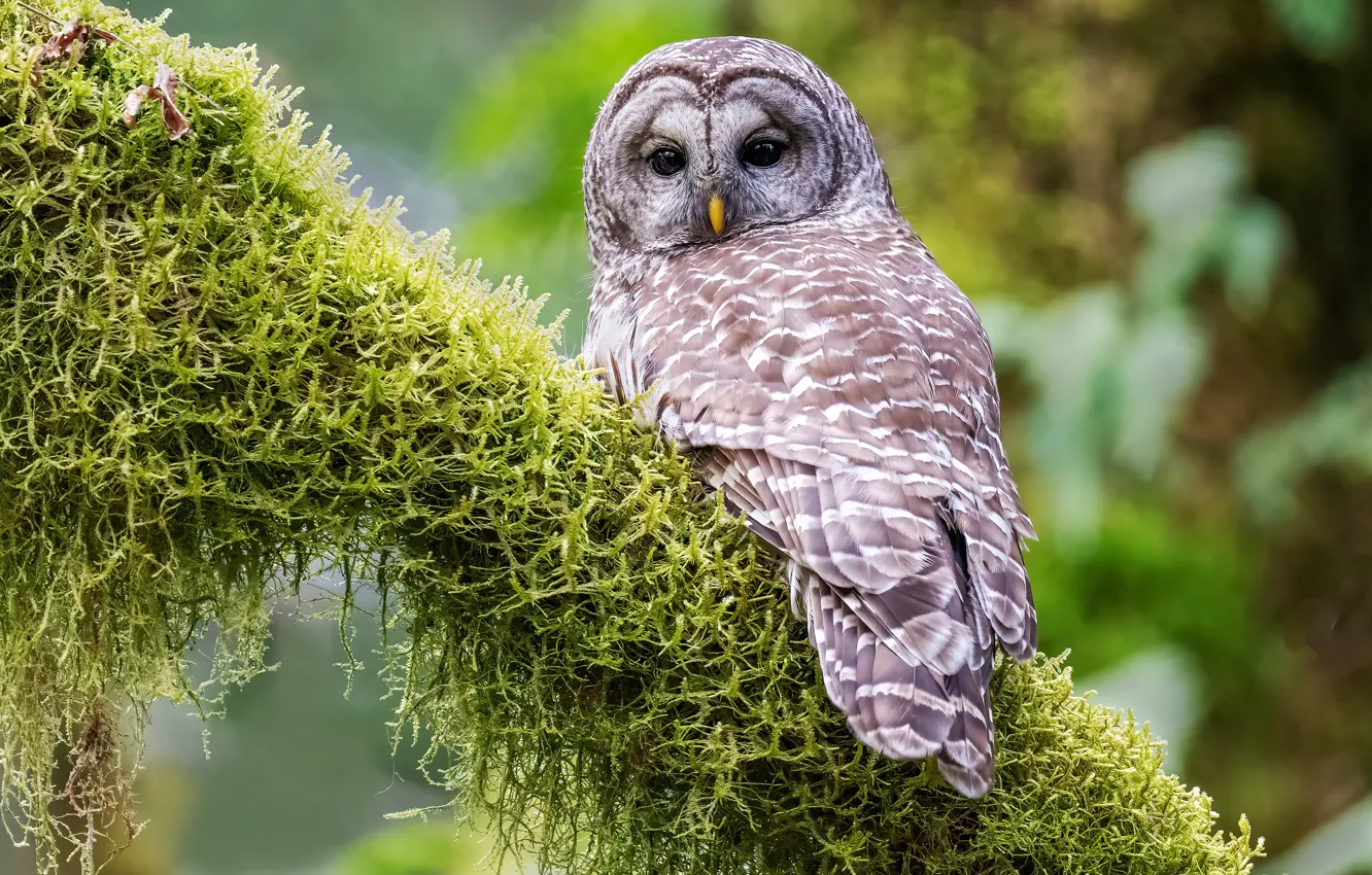 Photo wallpaper owl, bird, moss, A barred owl
