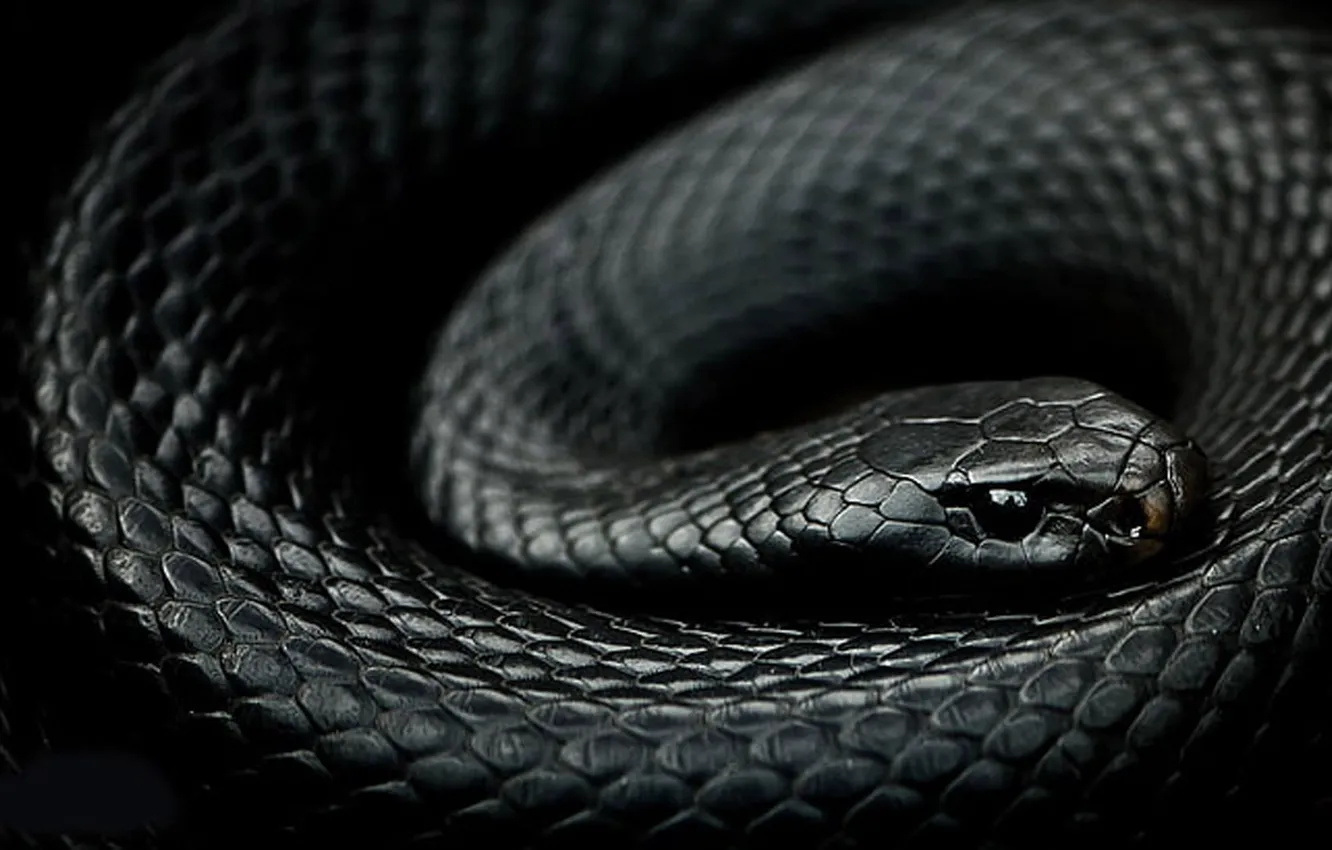 Wallpaper Black, Snake, Animals, Reptiles, Scales, Mamba, One Animal ...