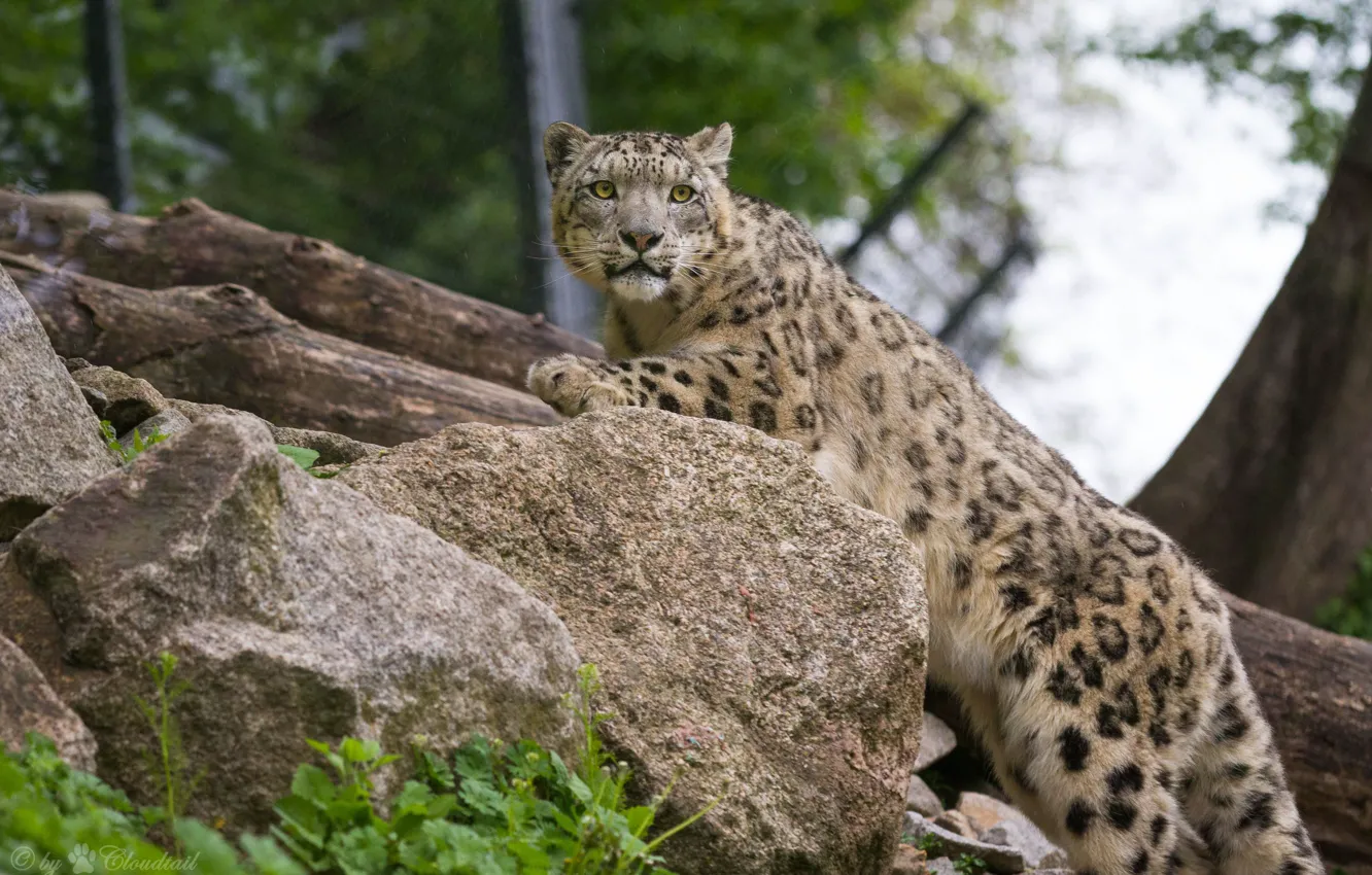 Photo wallpaper cat, look, stones, IRBIS, snow leopard