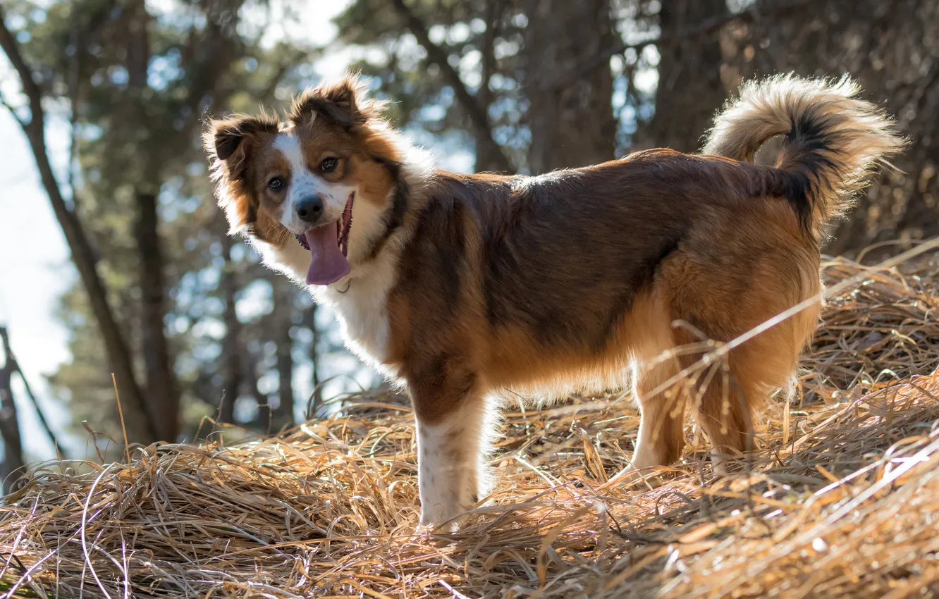 Photo wallpaper look, dog, walk