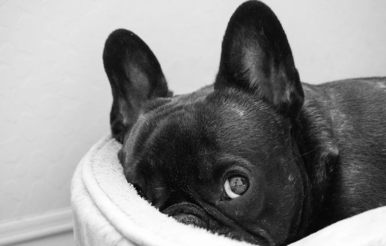 Photo wallpaper look, each, dog