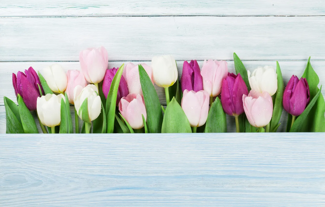 Photo wallpaper flowers, colorful, tulips, wood, pink, flowers, tulips, spring