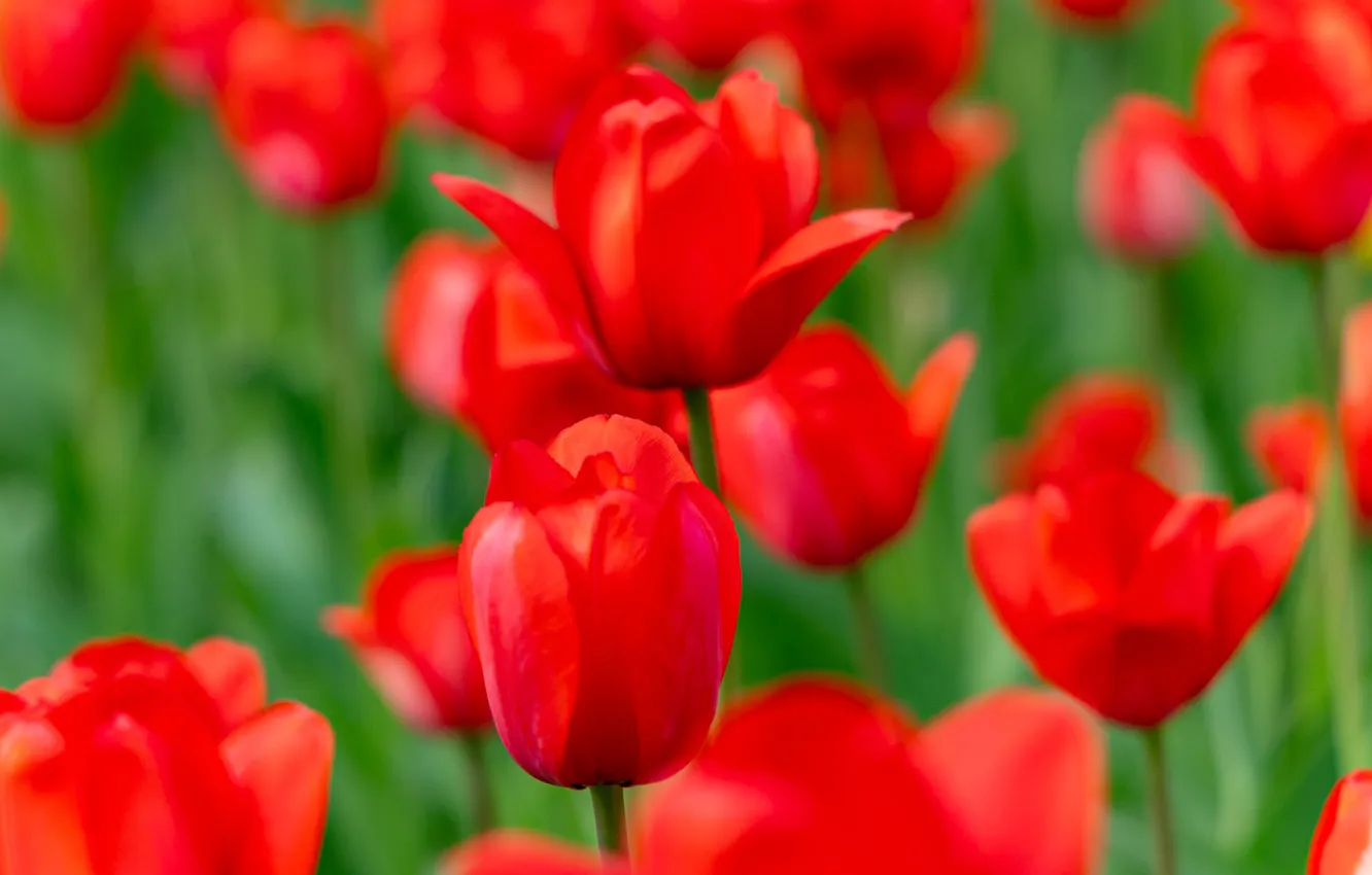 Photo wallpaper flowers, red, spring, tulips, flowerbed, bokeh