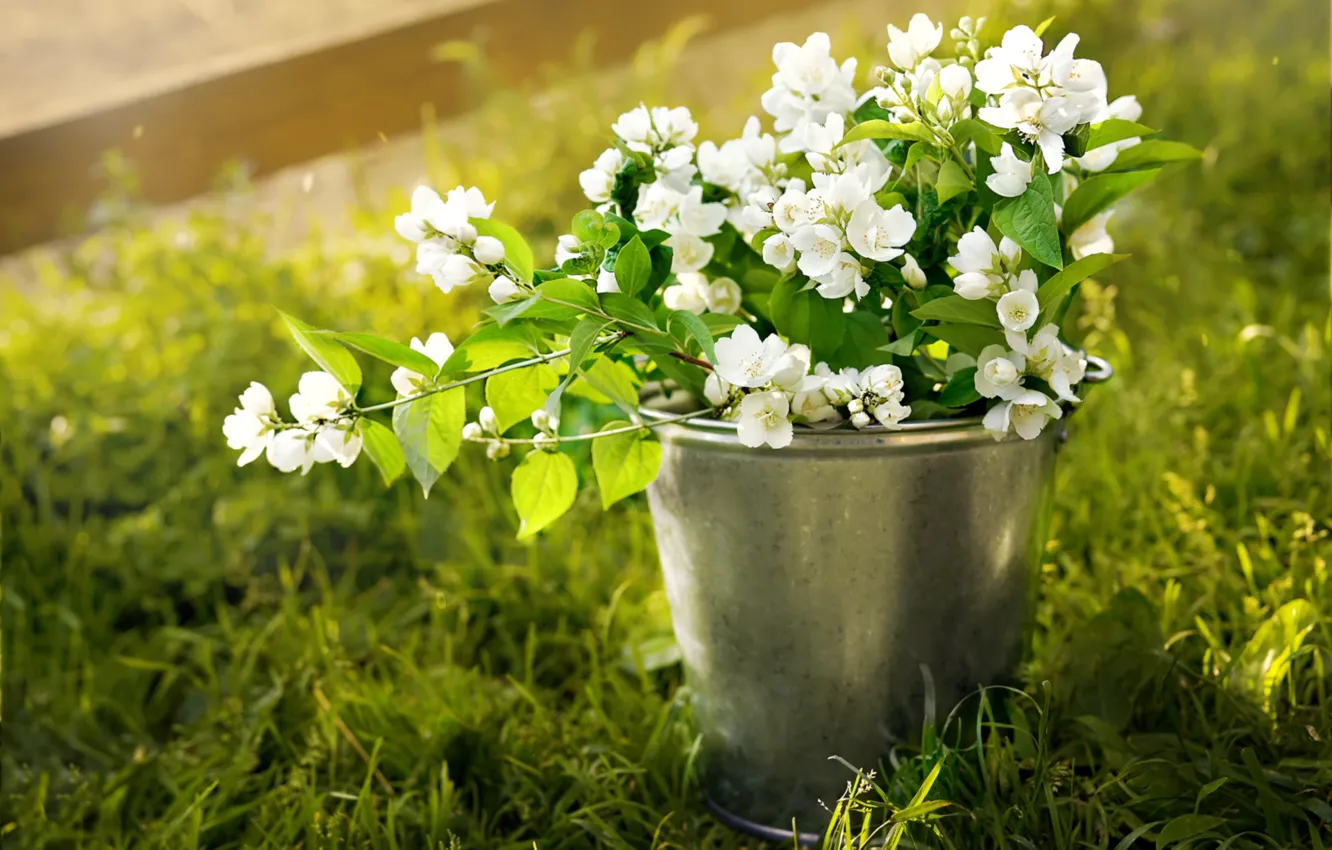 Photo wallpaper grass, bucket, Jasmine
