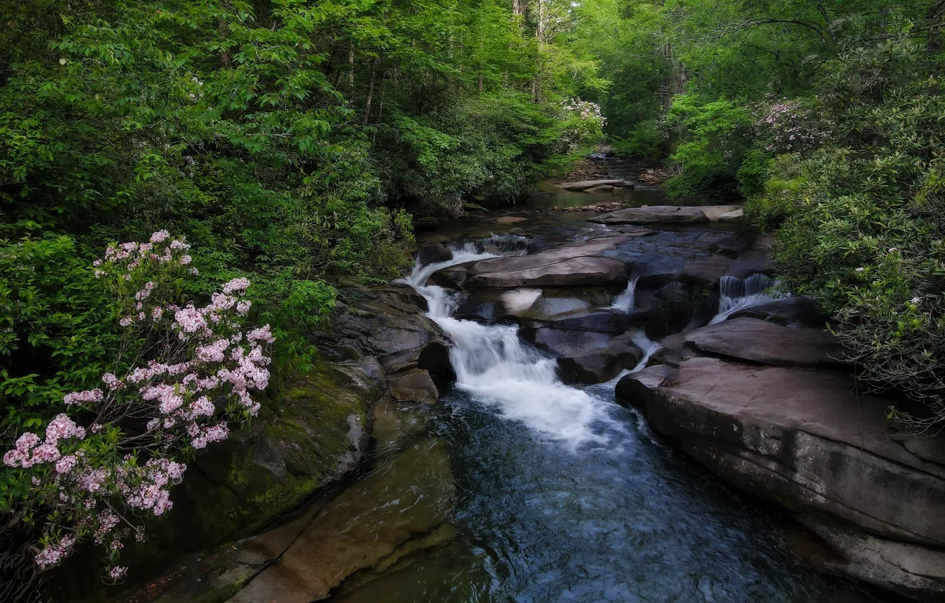 Photo wallpaper forest, rocks, shore, waterfall, stream