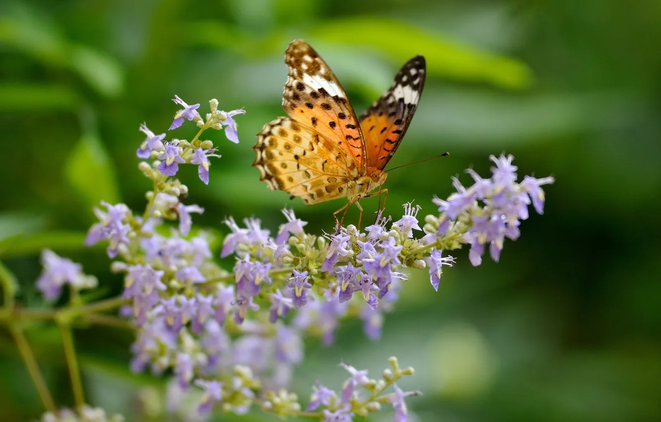 Photo wallpaper macro, flowers, butterfly, Argyra