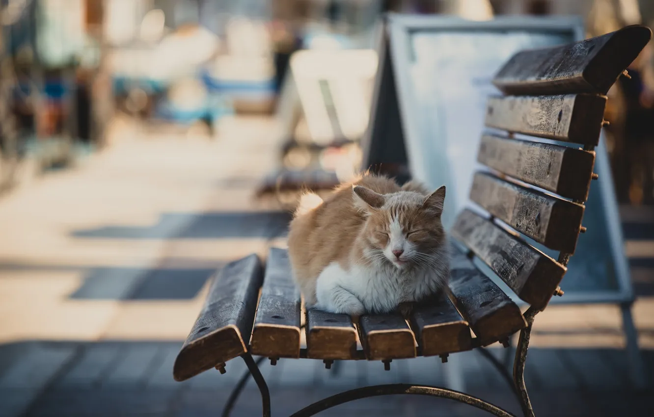 Photo wallpaper cat, animal, bench