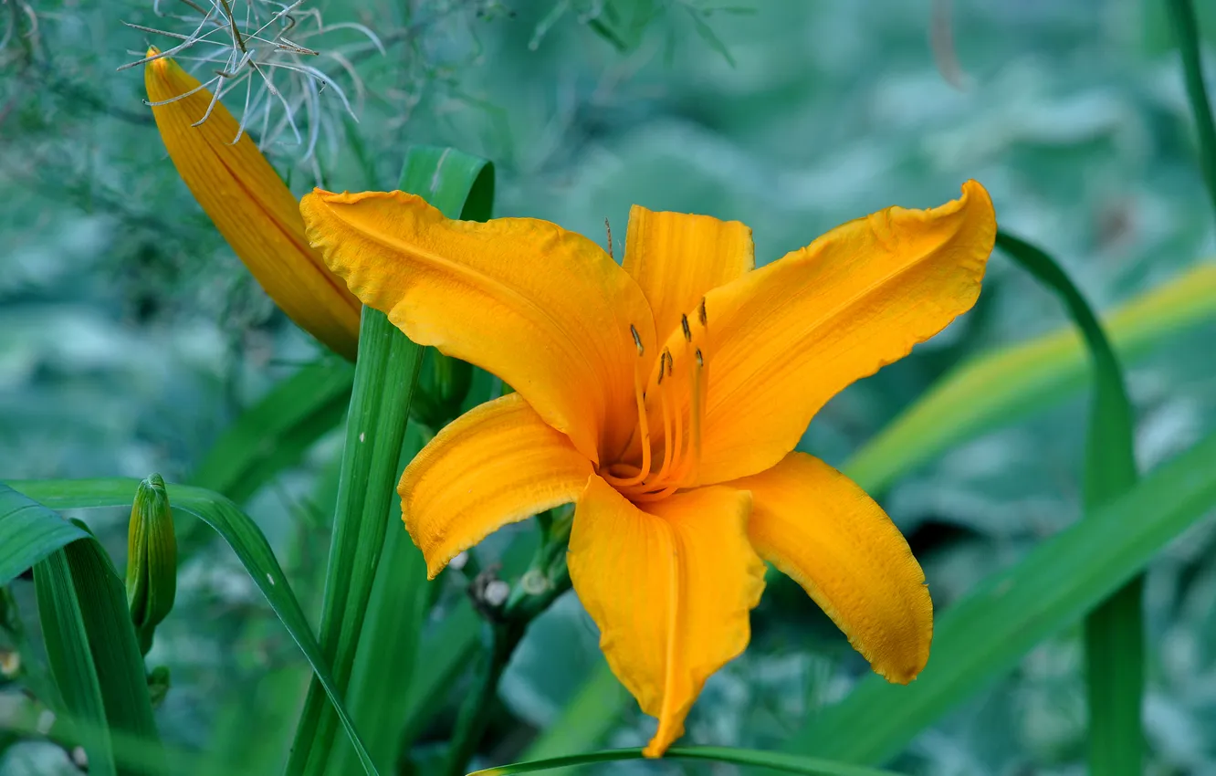 Photo wallpaper leaves, flowers, Lily, petals, stamens