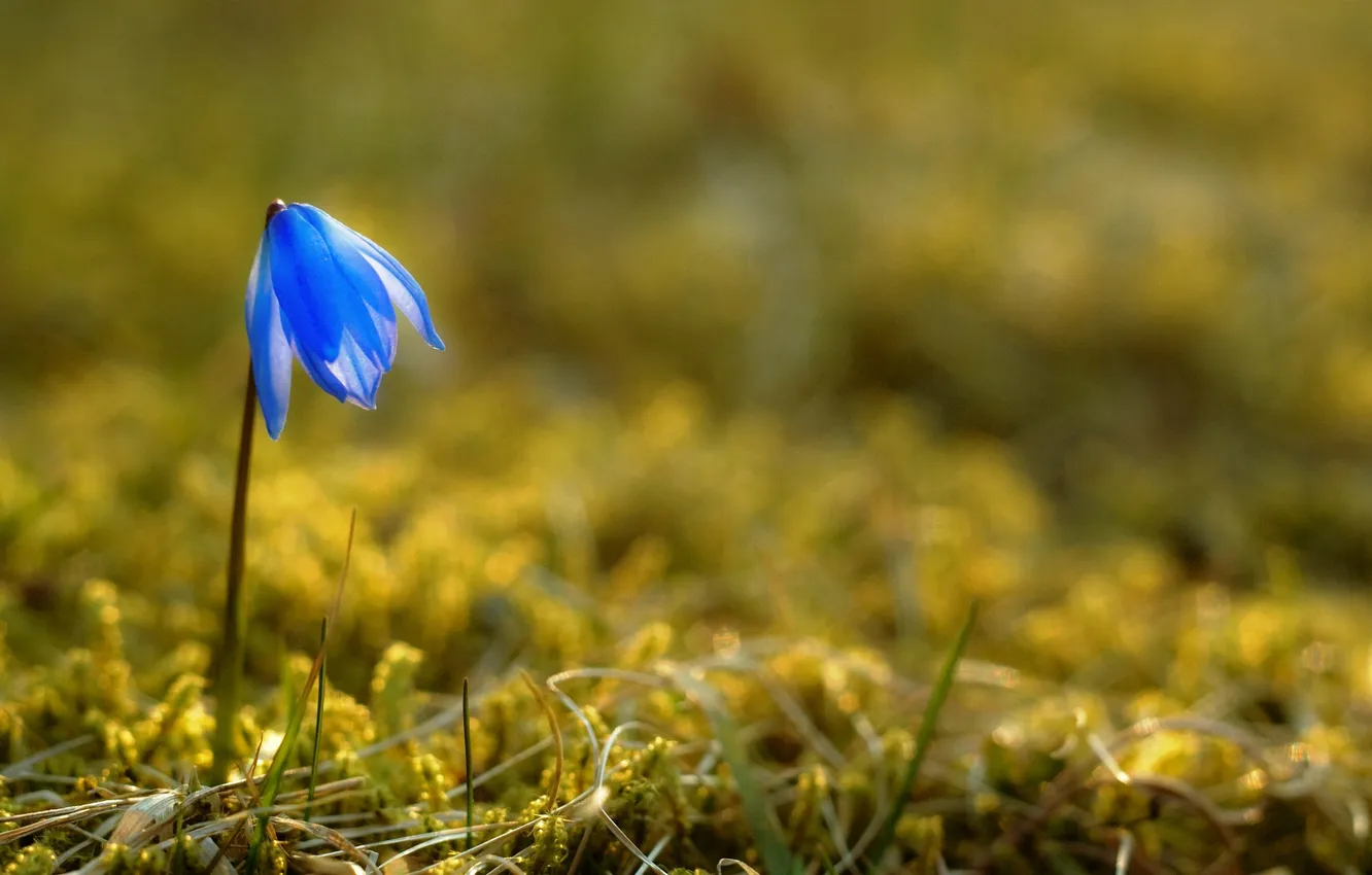 Photo wallpaper macro, flowers, nature