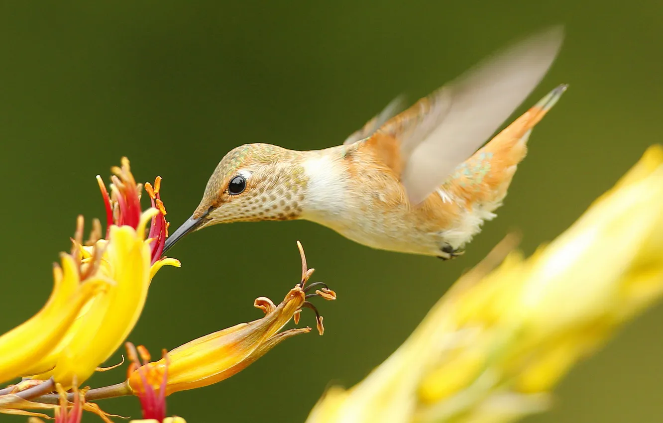 Photo wallpaper flower, bird, beak, Hummingbird