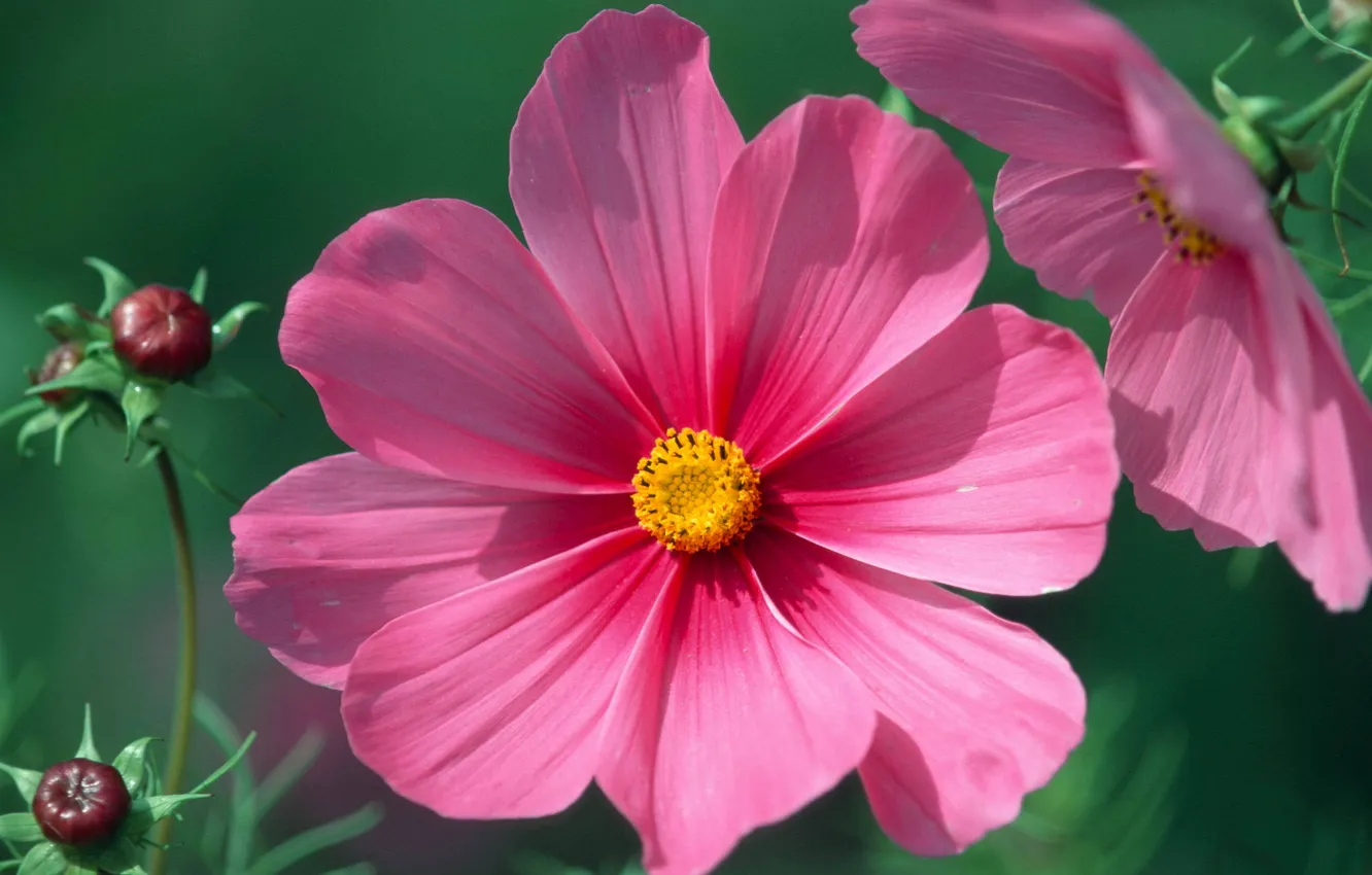 Photo wallpaper pink, buds, green background, kosmeya
