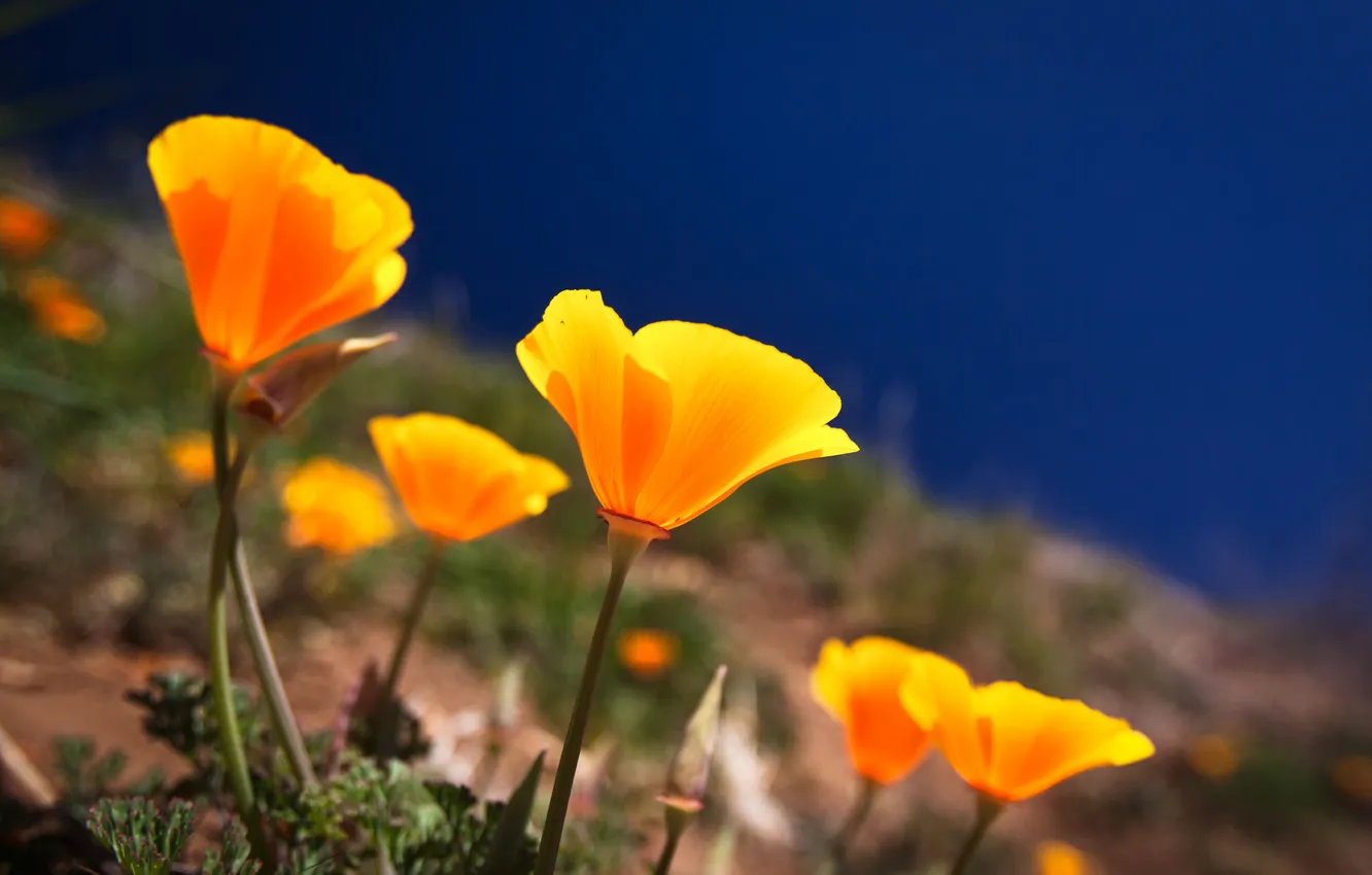 Photo wallpaper sea, grass, flowers, Maki, petals, slope