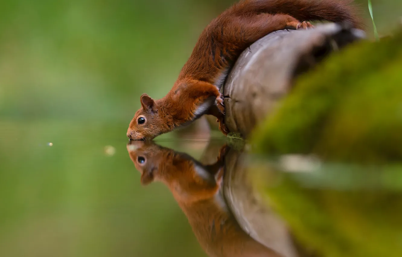 Photo wallpaper water, reflection, thirst, protein, red, drink, rodent
