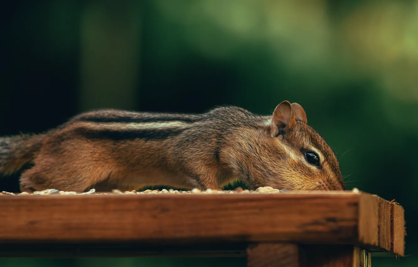 Photo wallpaper nature, pose, Board, muzzle, Chipmunk, seeds, green background, bokeh