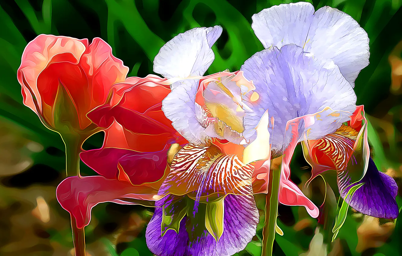 Photo wallpaper line, flowers, rendering, paint, petals, iris