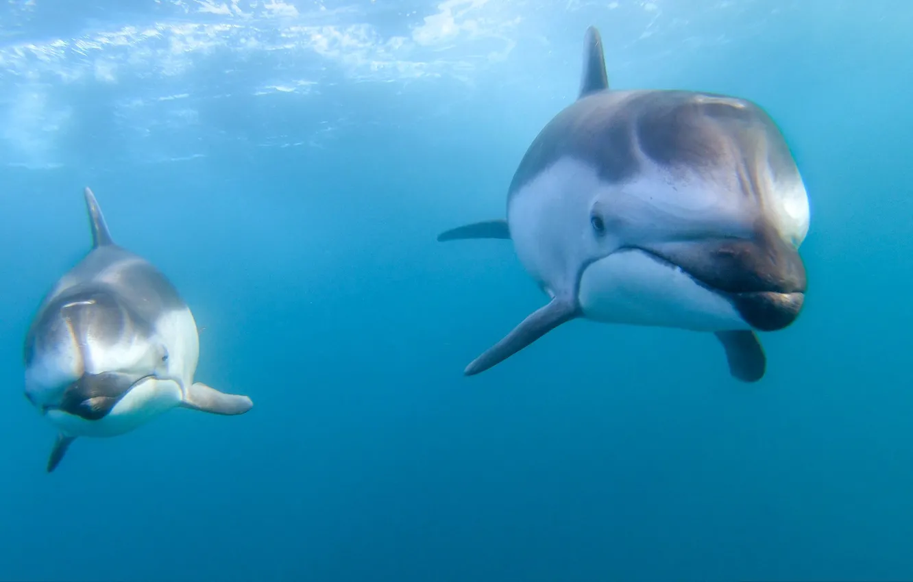 Photo wallpaper the ocean, dolphins, a couple