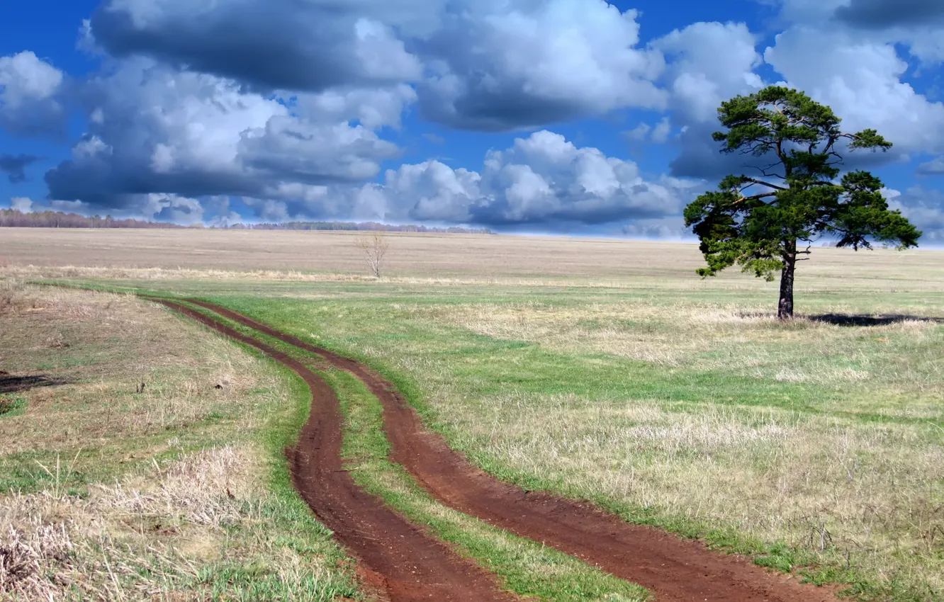 Photo wallpaper road, field, the sky, trees