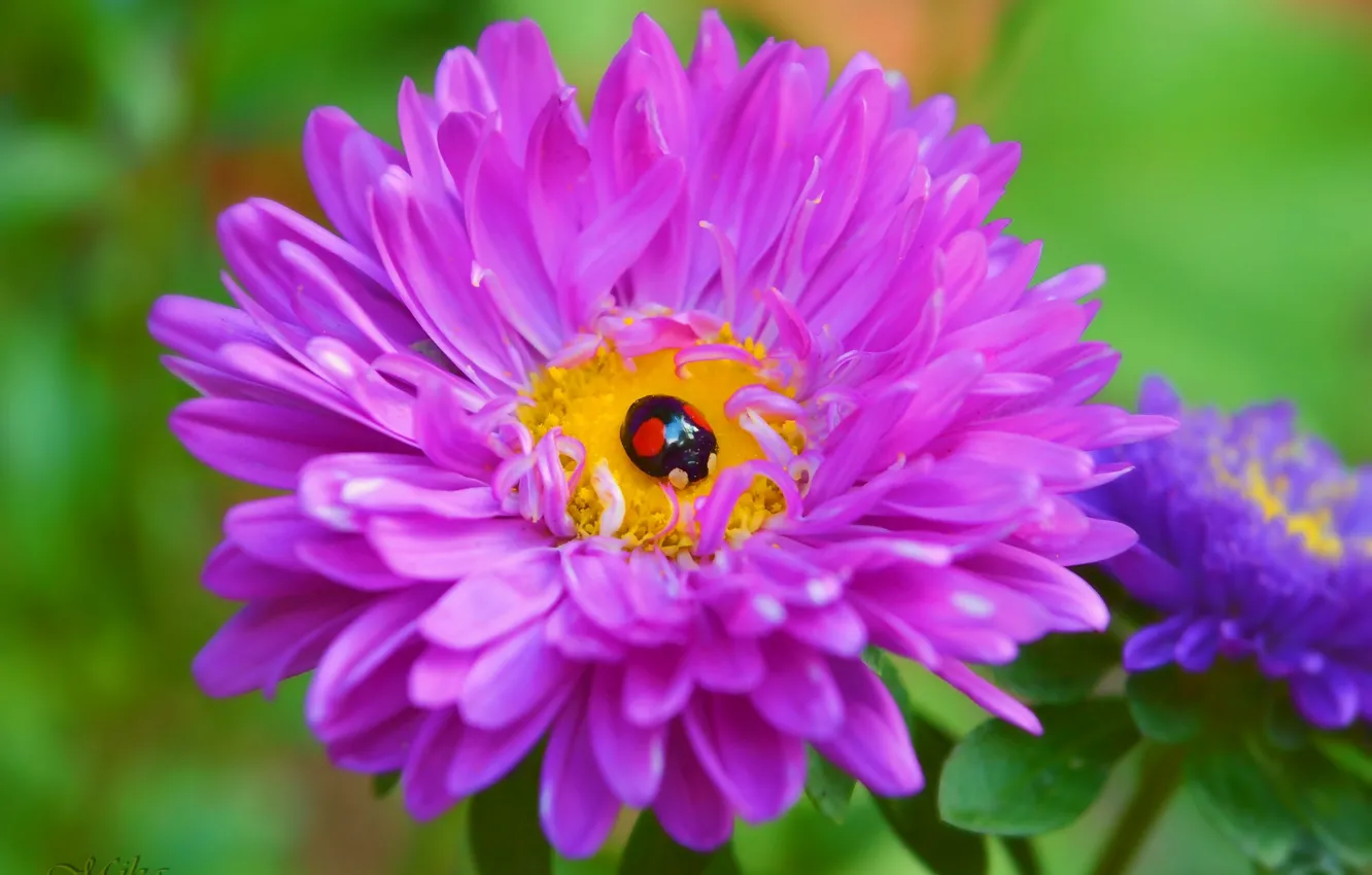 Photo wallpaper macro, macro, purple background, Purple flower