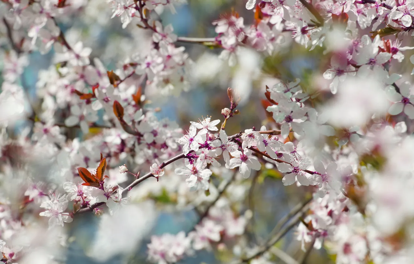 Photo wallpaper flower, spring, bloom