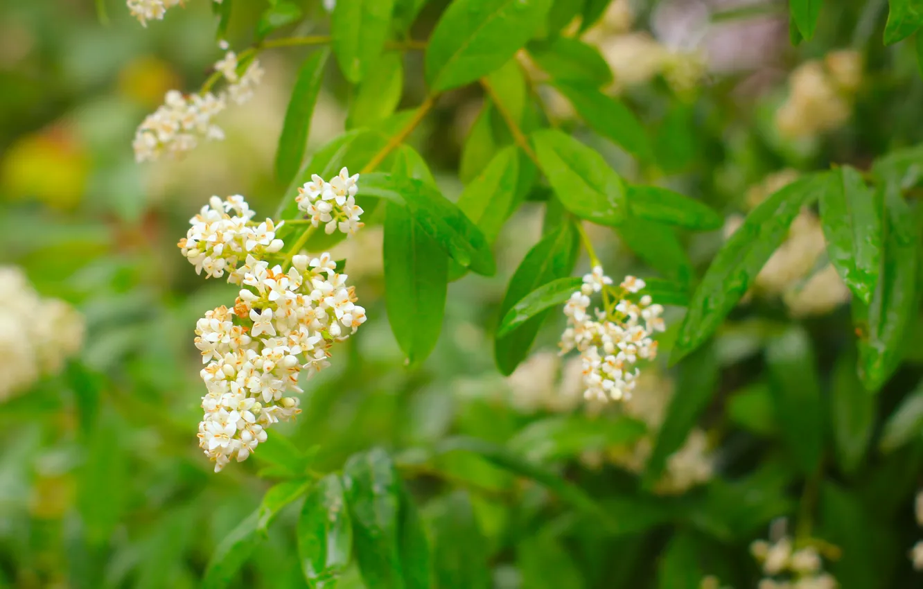 Photo wallpaper white, flower, garden