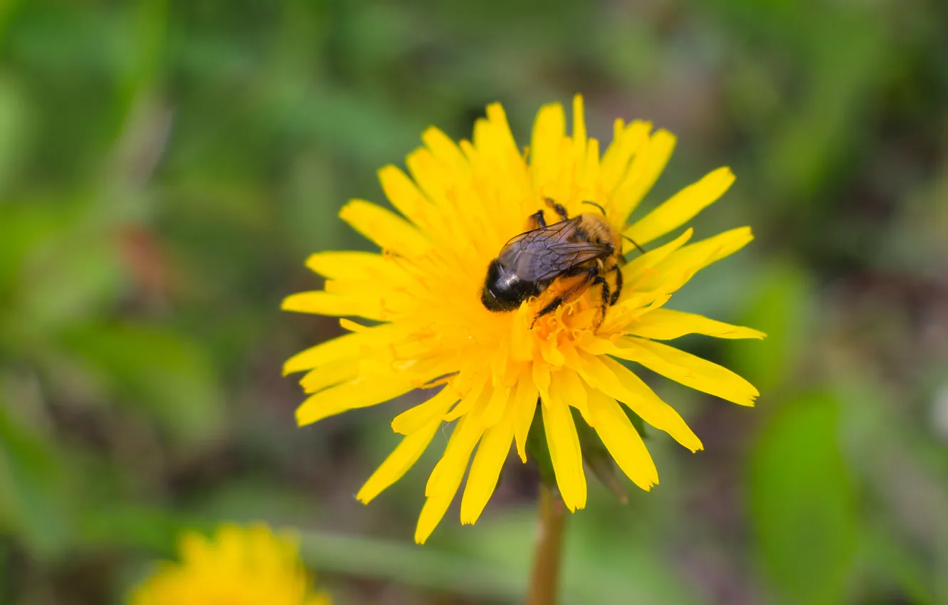 Photo wallpaper flower, insect, bee, blooming