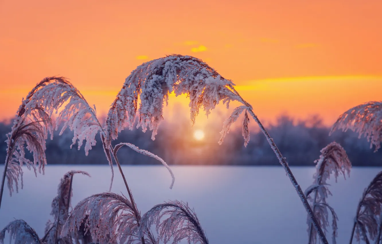 Photo wallpaper winter, frost, sunset, reed