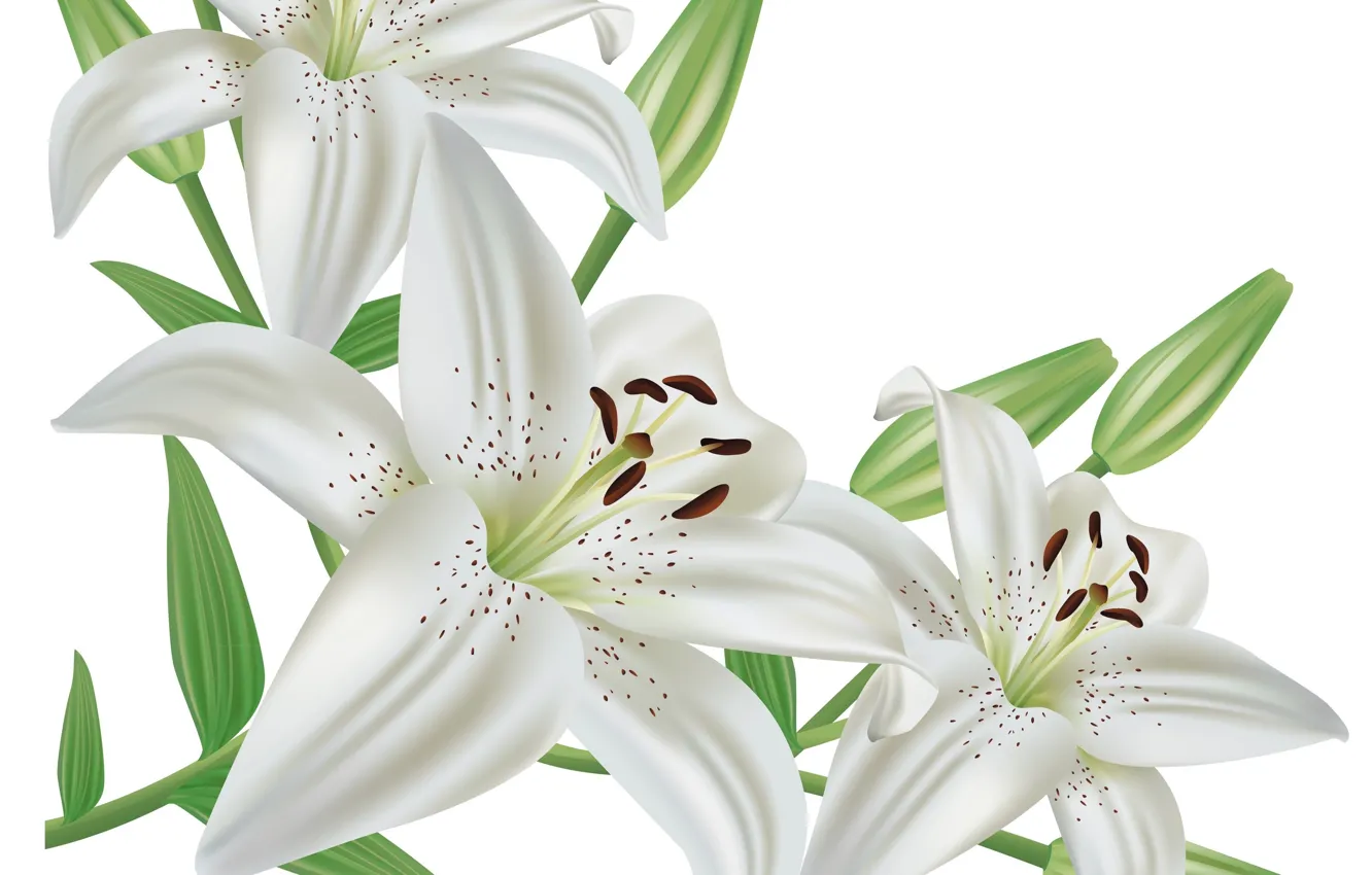 Photo wallpaper flowers, Lily, white