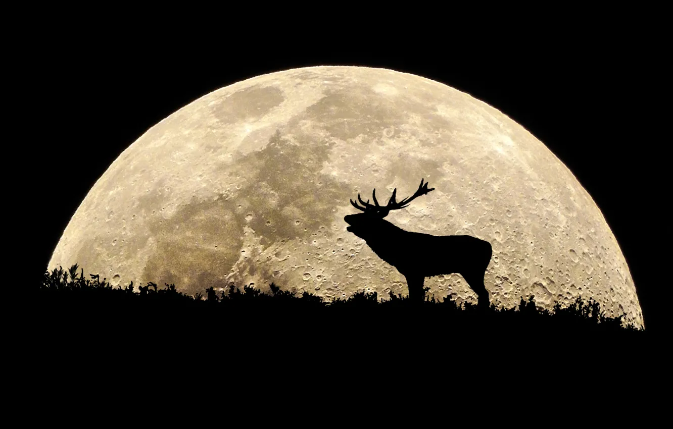 Photo wallpaper surface, night, the moon, silhouette, moose