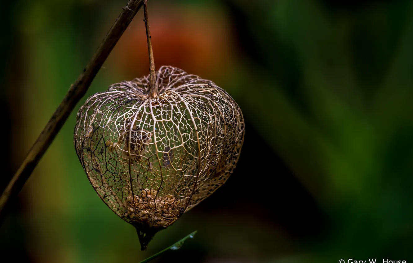 Photo wallpaper macro, nature, background, box seed