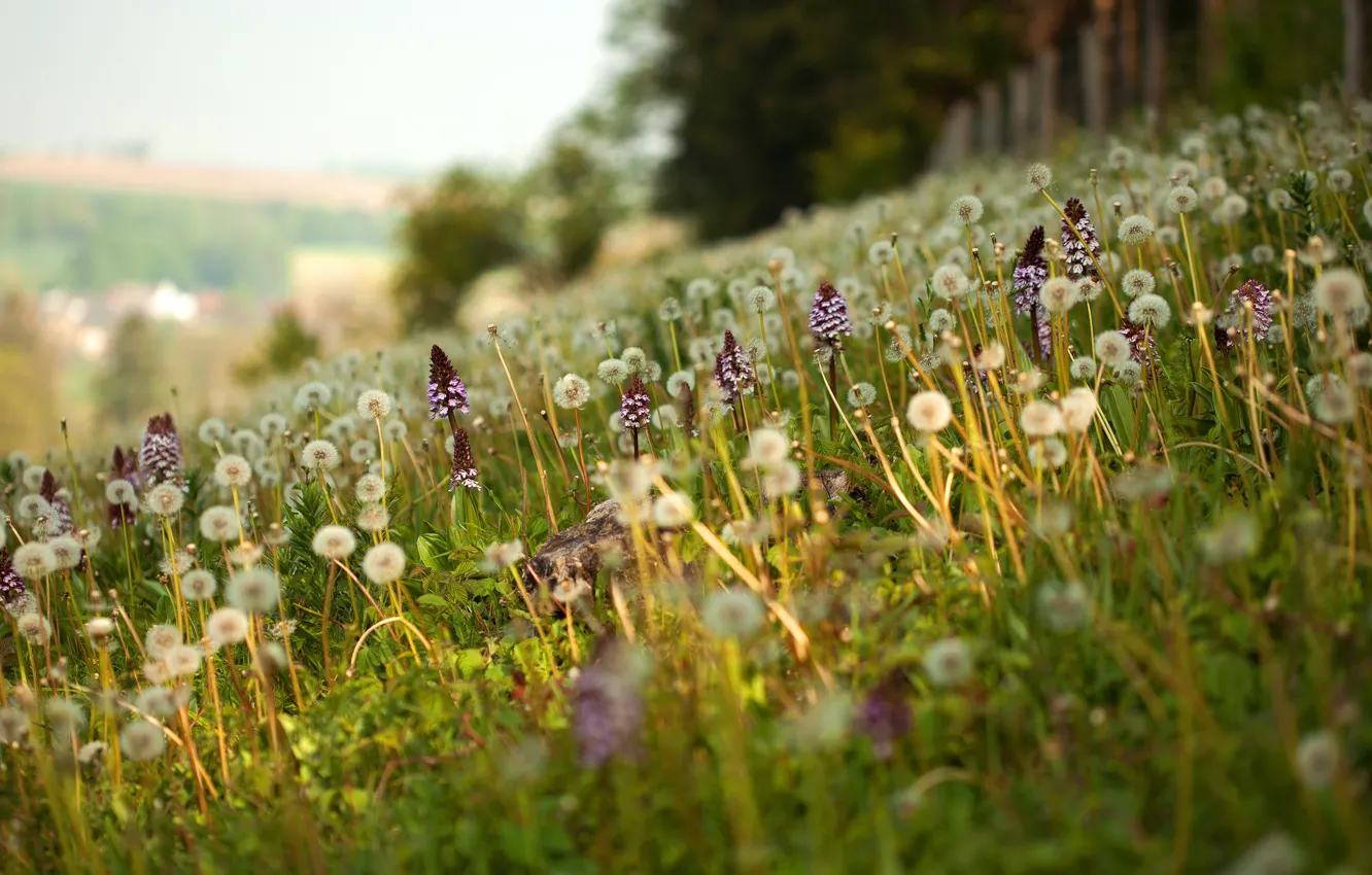 Photo wallpaper greens, forest, summer, light, flowers, nature, dandelion, hills