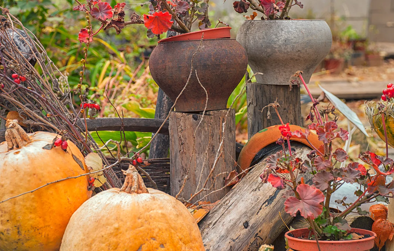 Photo wallpaper pot, autumn, nature