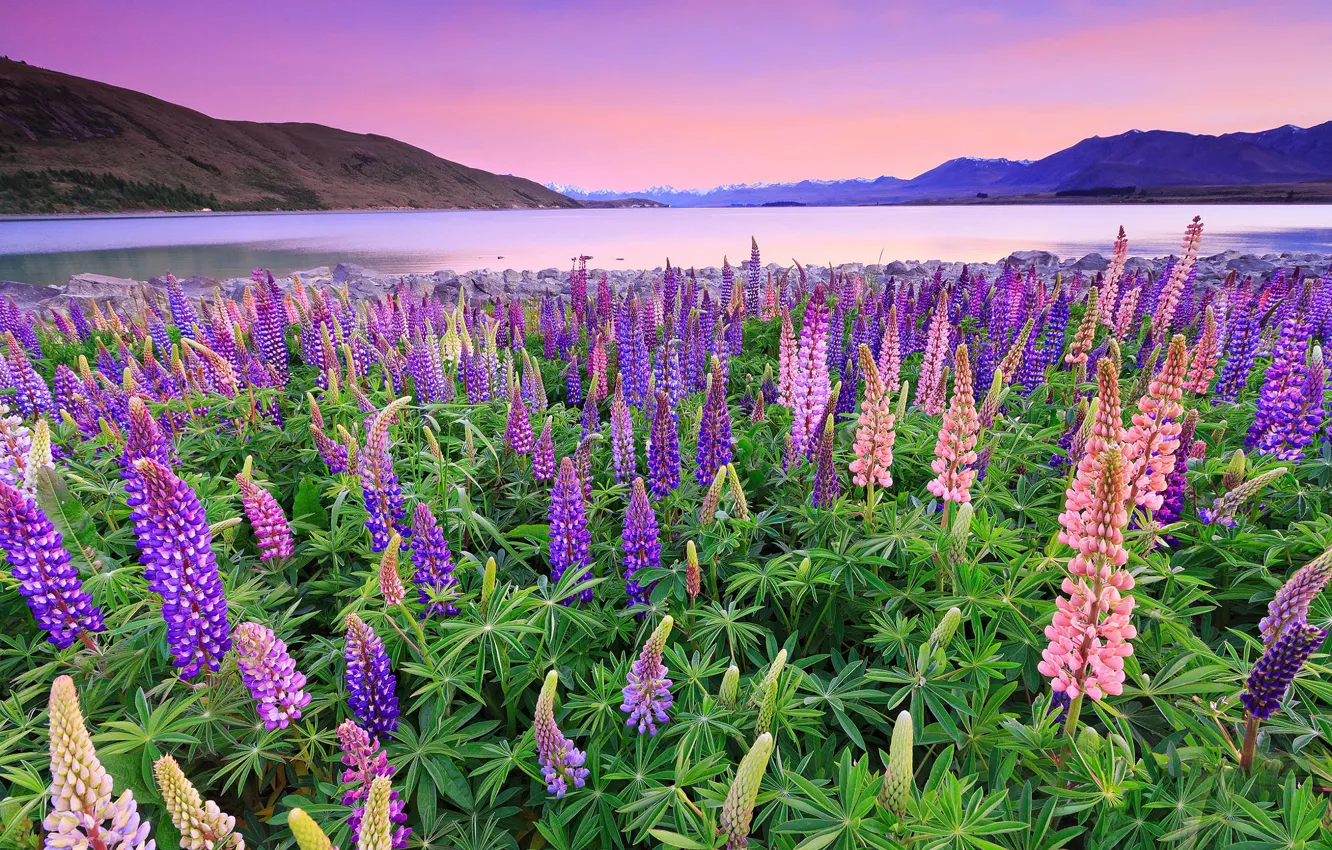 Photo wallpaper greens, field, summer, the sky, leaves, clouds, light, flowers