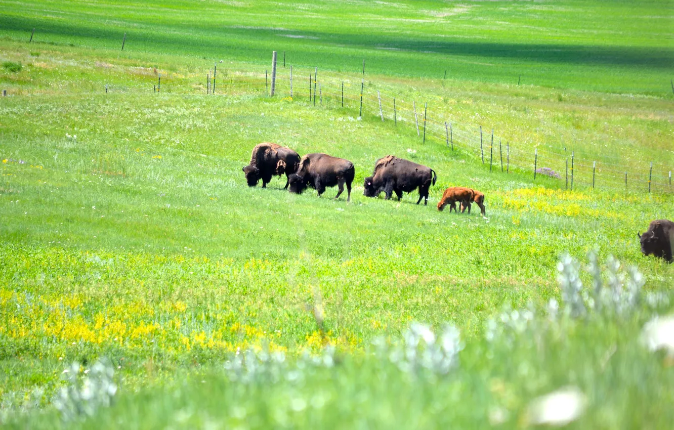 Photo wallpaper field, pasture, Buffalo, bison with calf