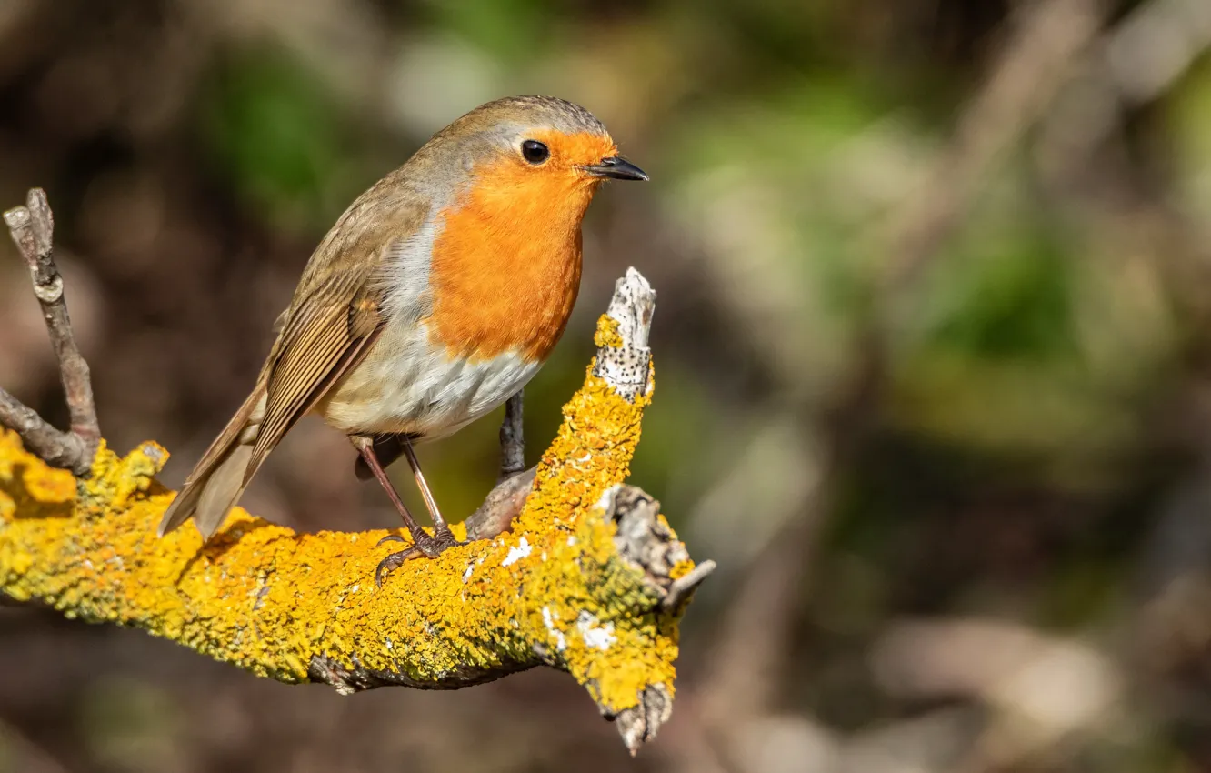 Photo wallpaper branches, bird, Robin