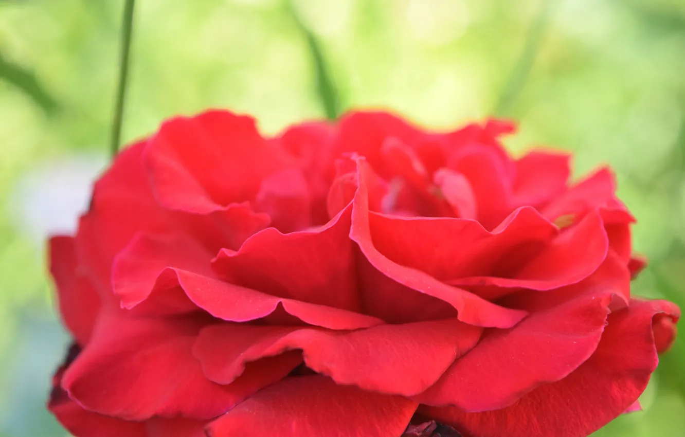 Photo wallpaper flower, macro, rose, red rose