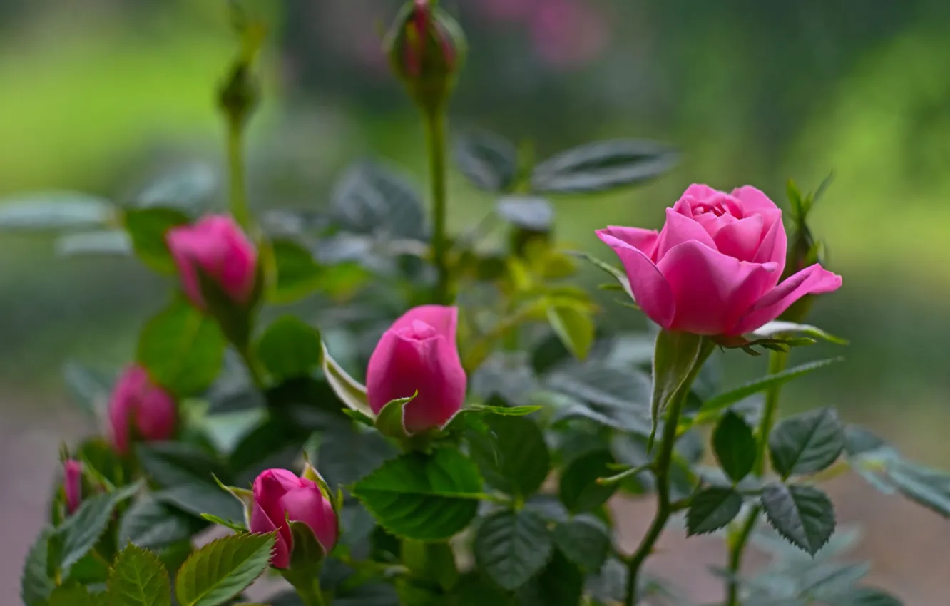 Photo wallpaper flowers, roses, pink, buds, rose Bush