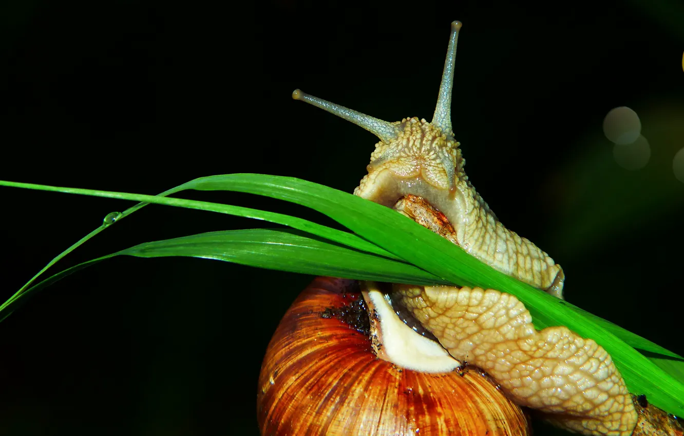 Photo wallpaper grass, macro, glare, snail, black background, bokeh