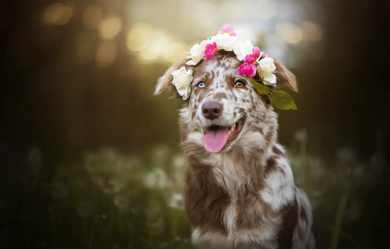 Photo wallpaper dog, wreath, bokeh, Sira