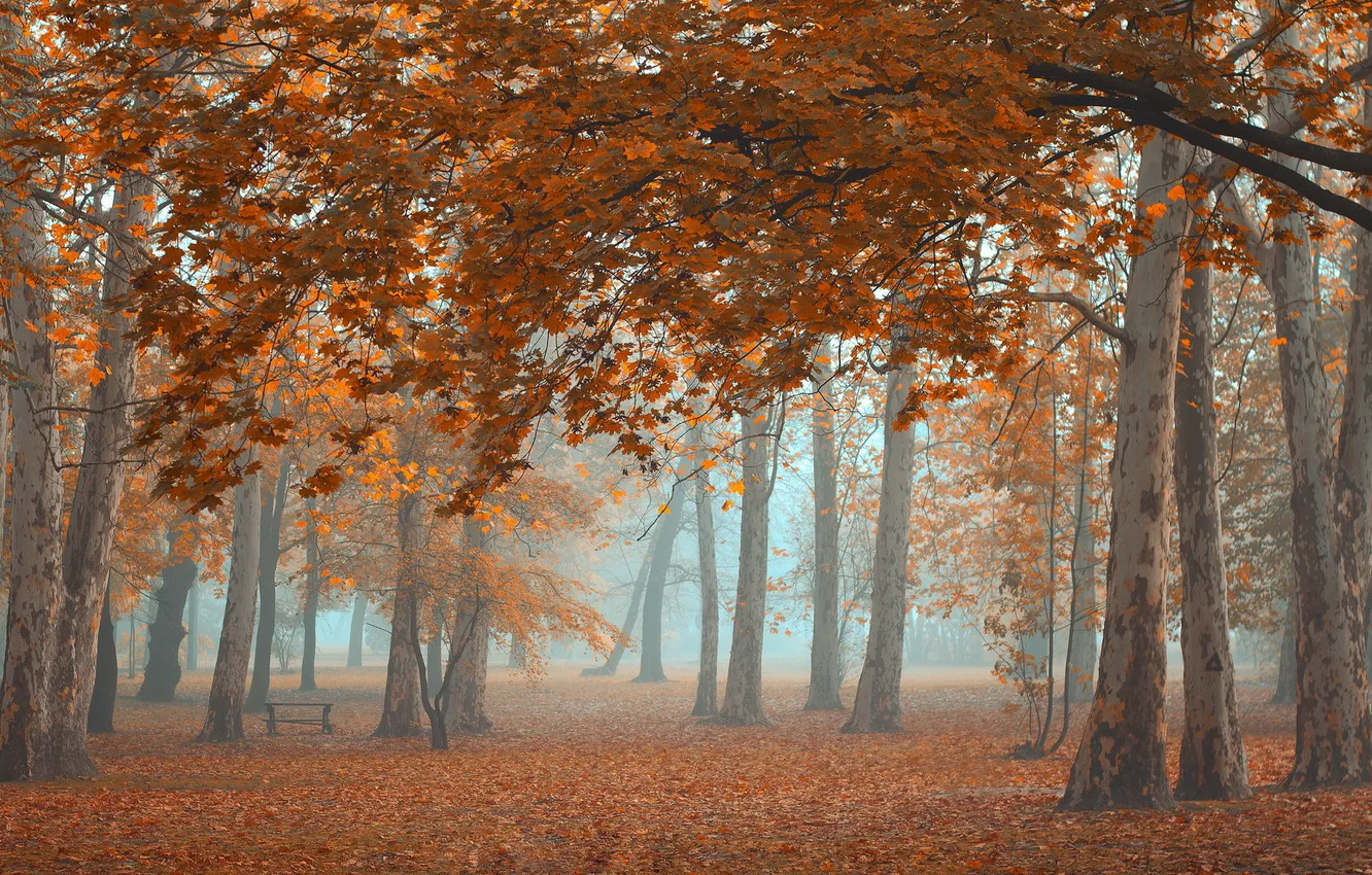 Photo wallpaper autumn, nature, Park