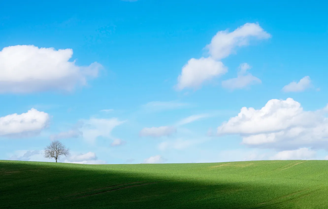 Photo wallpaper field, the sky, trees