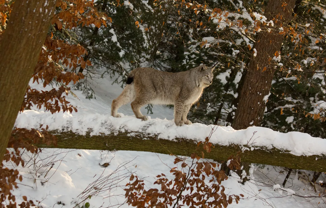 Photo wallpaper winter, forest, cat, snow, trees, lynx