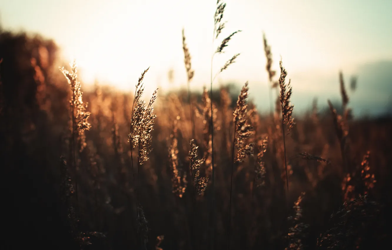 Photo wallpaper field, grass, the sun, stems