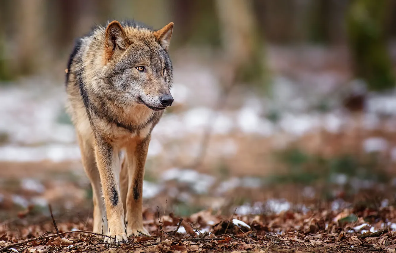 Photo wallpaper animals, animal, wolf, predator
