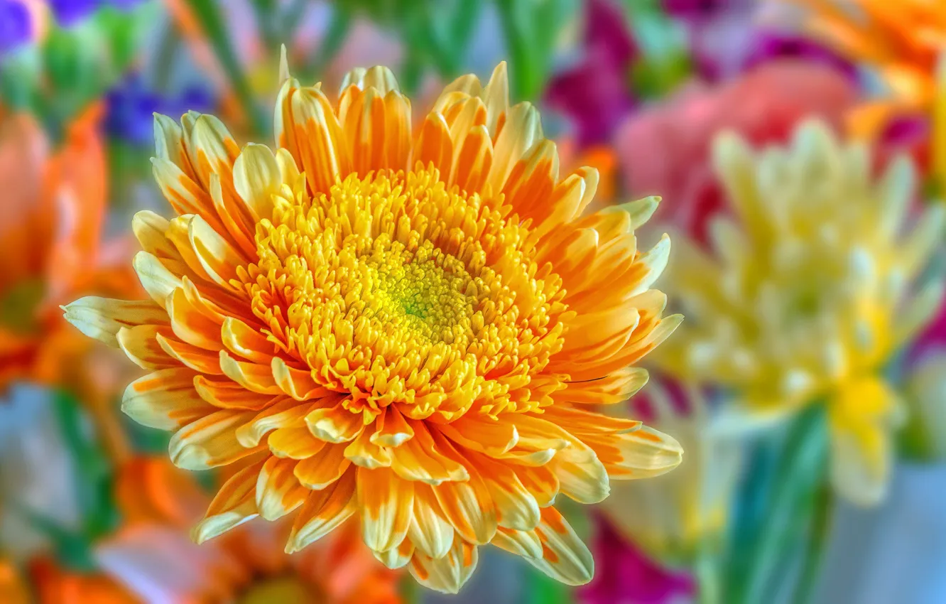 Photo wallpaper macro, yellow, gerbera