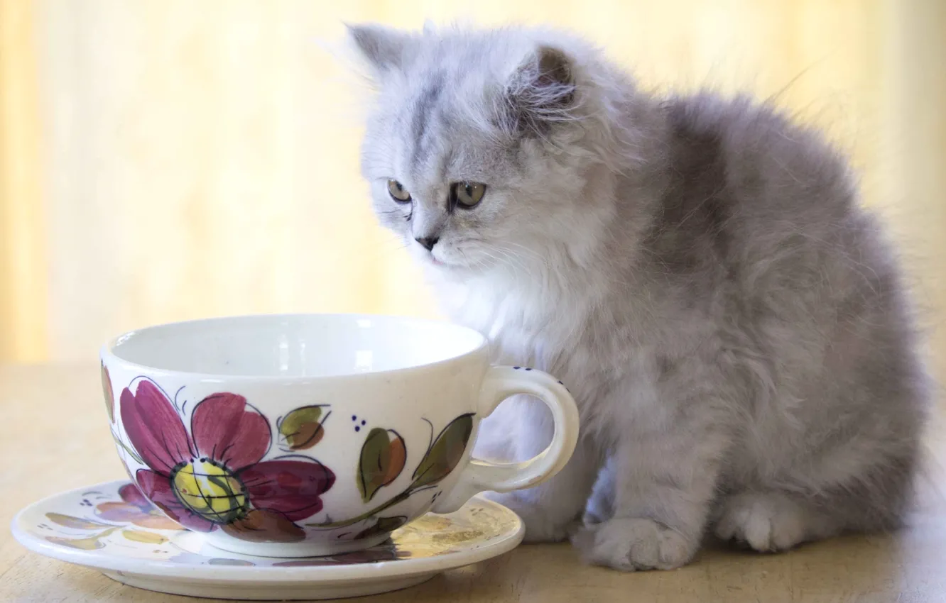 Photo wallpaper kitty, fluffy, Cup