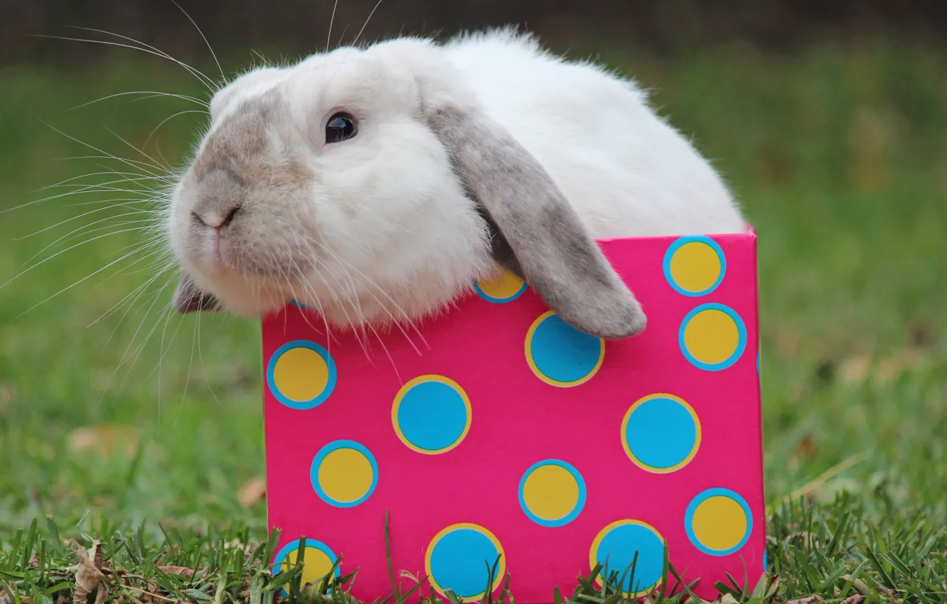 Photo wallpaper box, rabbit, muzzle