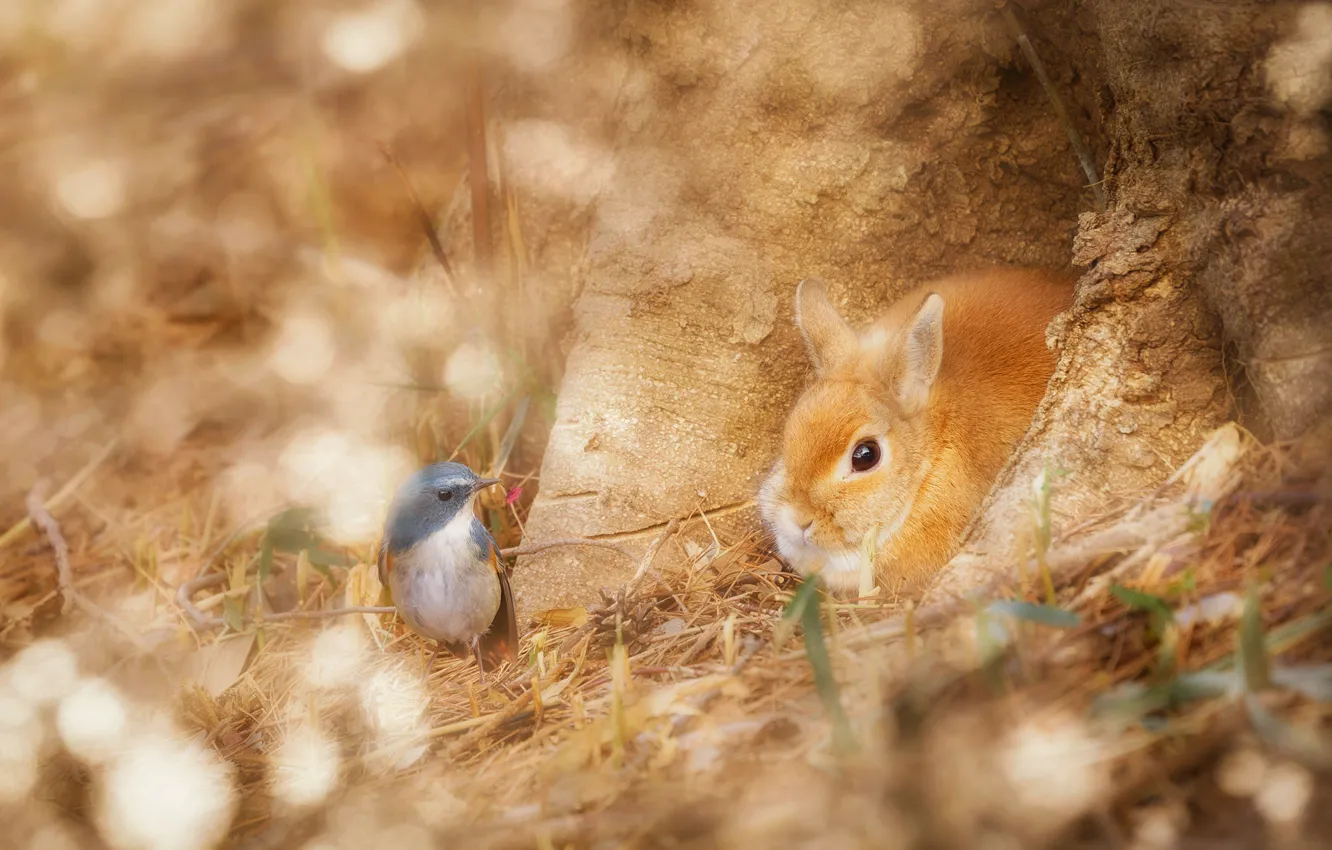 Photo wallpaper forest, grass, trees, nature, each, bird, treatment, rabbit